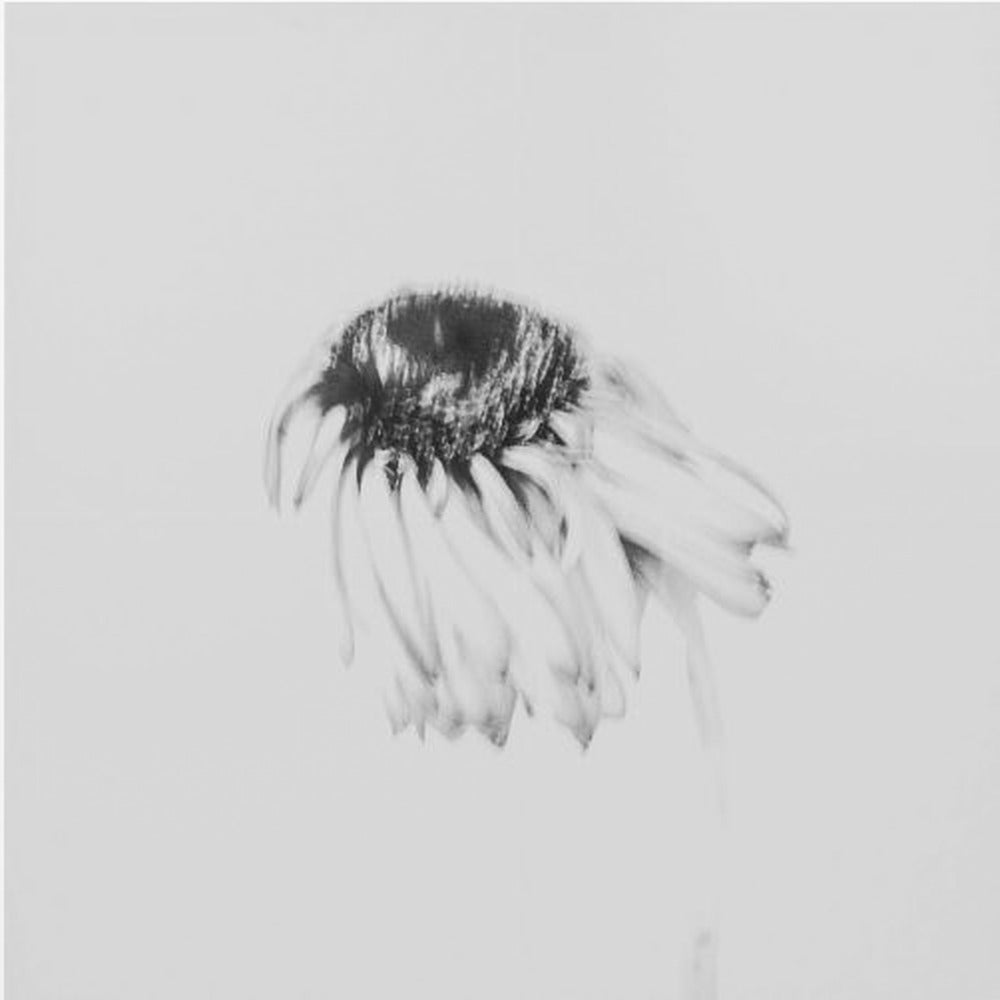 Fleur de mauvaise humeur | Tableaux sur Toile