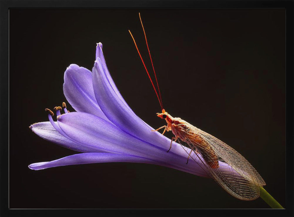 Lacewing | Poster