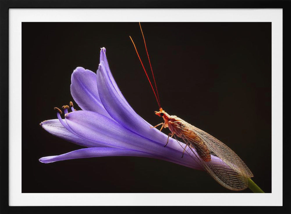 Lacewing | Poster