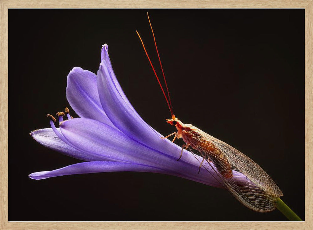 Lacewing | Poster