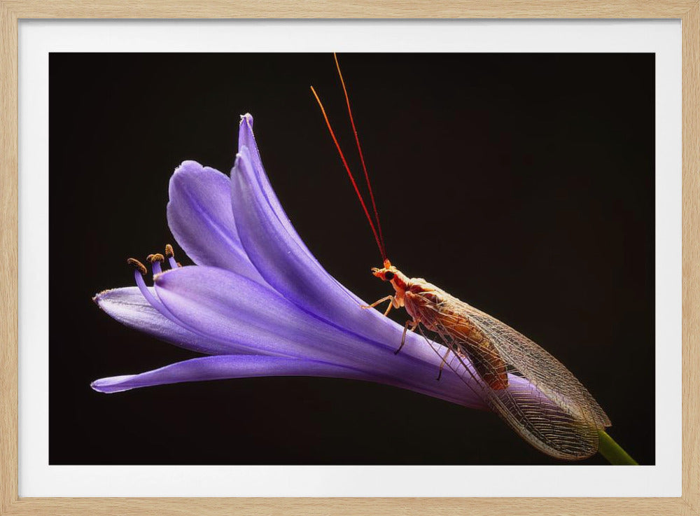 Lacewing | Poster