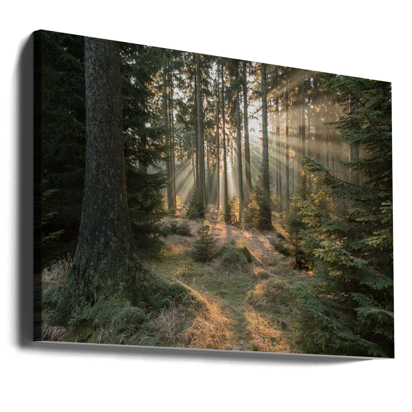 Strålar, del 2 | Canvas
