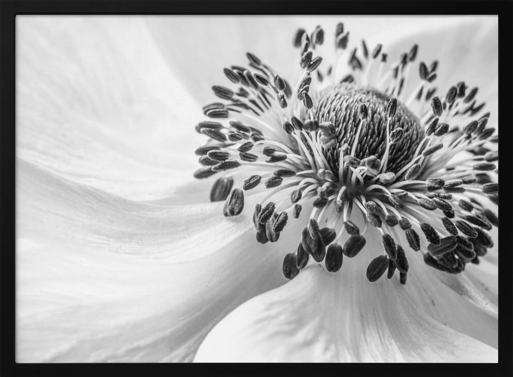 Anemone | Plakater - Kunsttryk