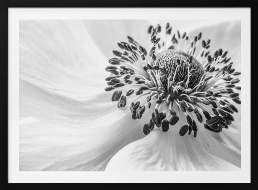 Anemone | Plakater - Kunsttryk