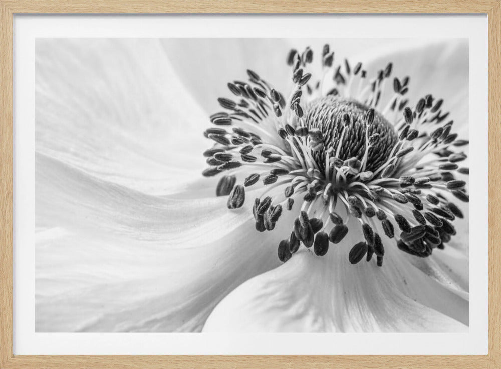 Anemone | Plakater - Kunsttryk