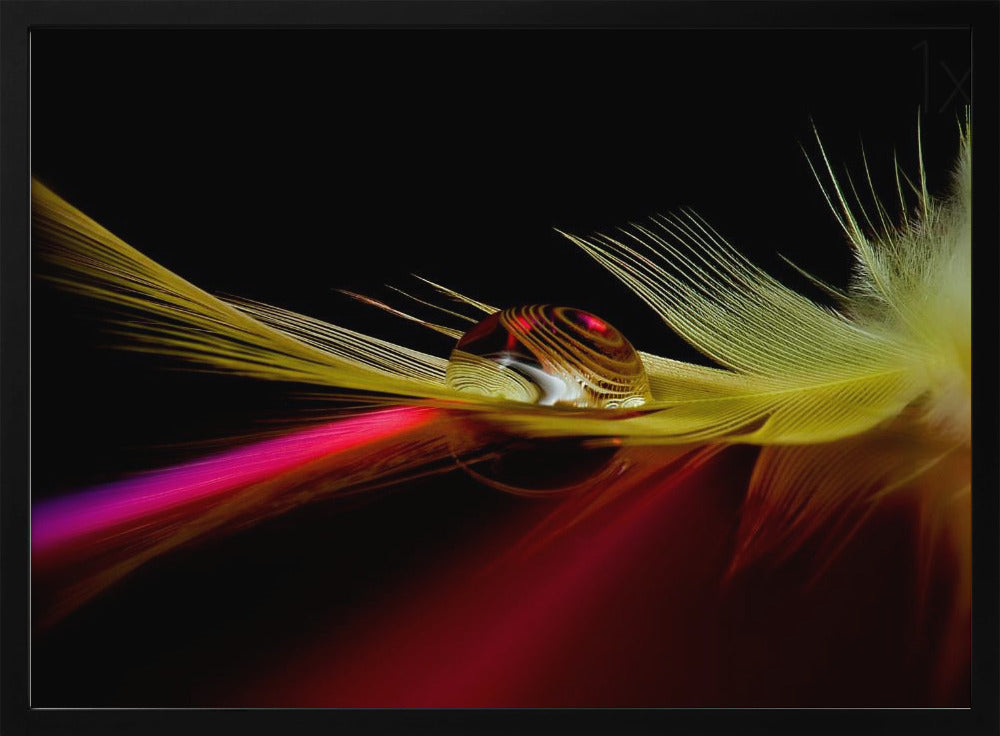 Colores en la gota | Posters  - Impresiones de Arte