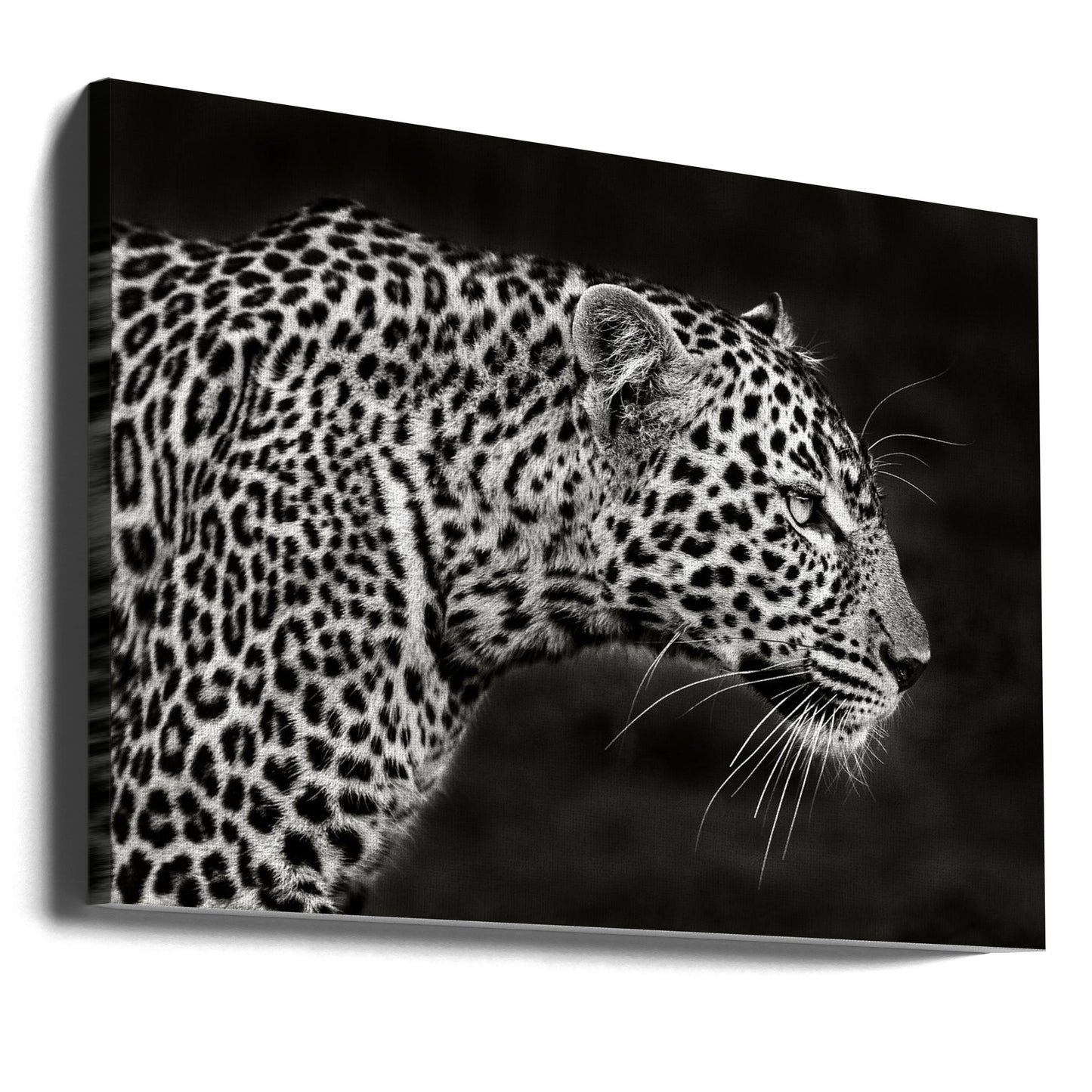 Leopard nærbillede | Lærredsbilleder