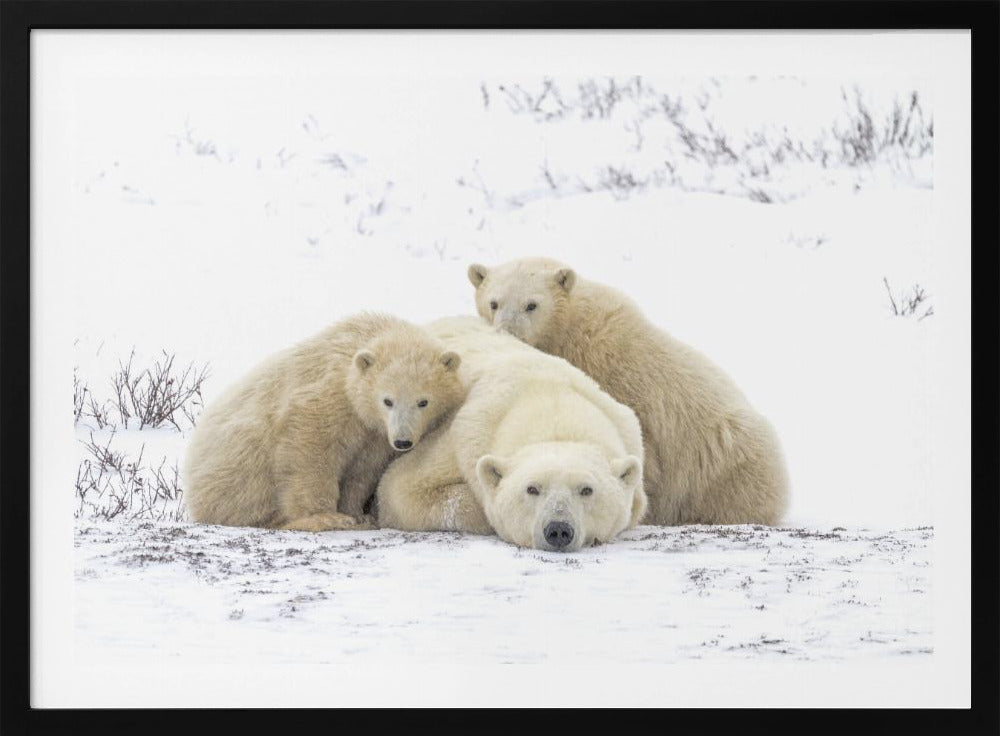 Family Portrait Snowing 8455 | Poster