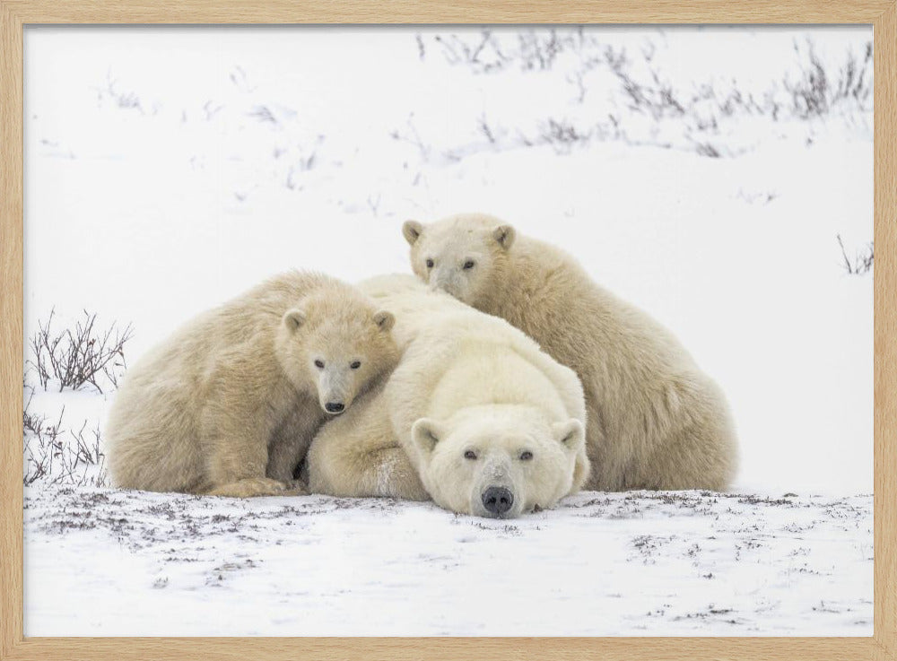 Family Portrait Snowing 8455 | Poster