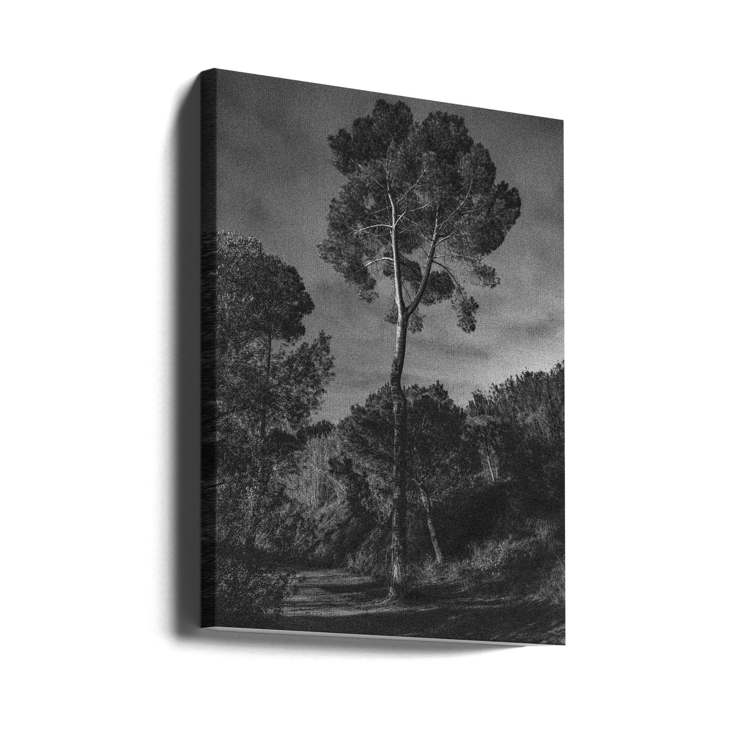 alberi | Stampe su Tela
