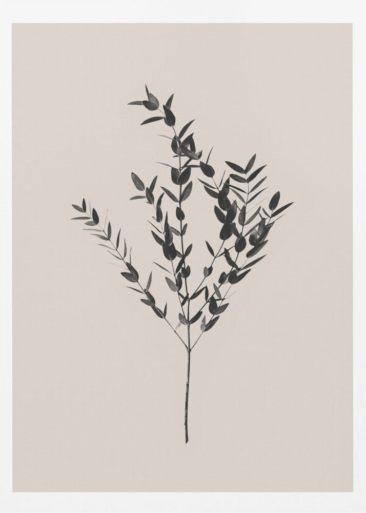 Botanique d'encre | Posters - Affiche Artistique