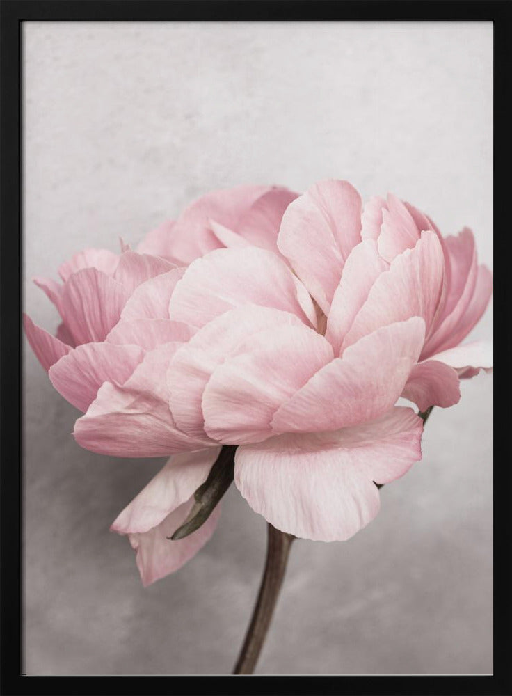 Pion | Poster