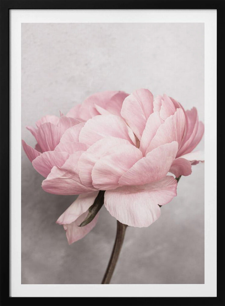 Pion | Poster