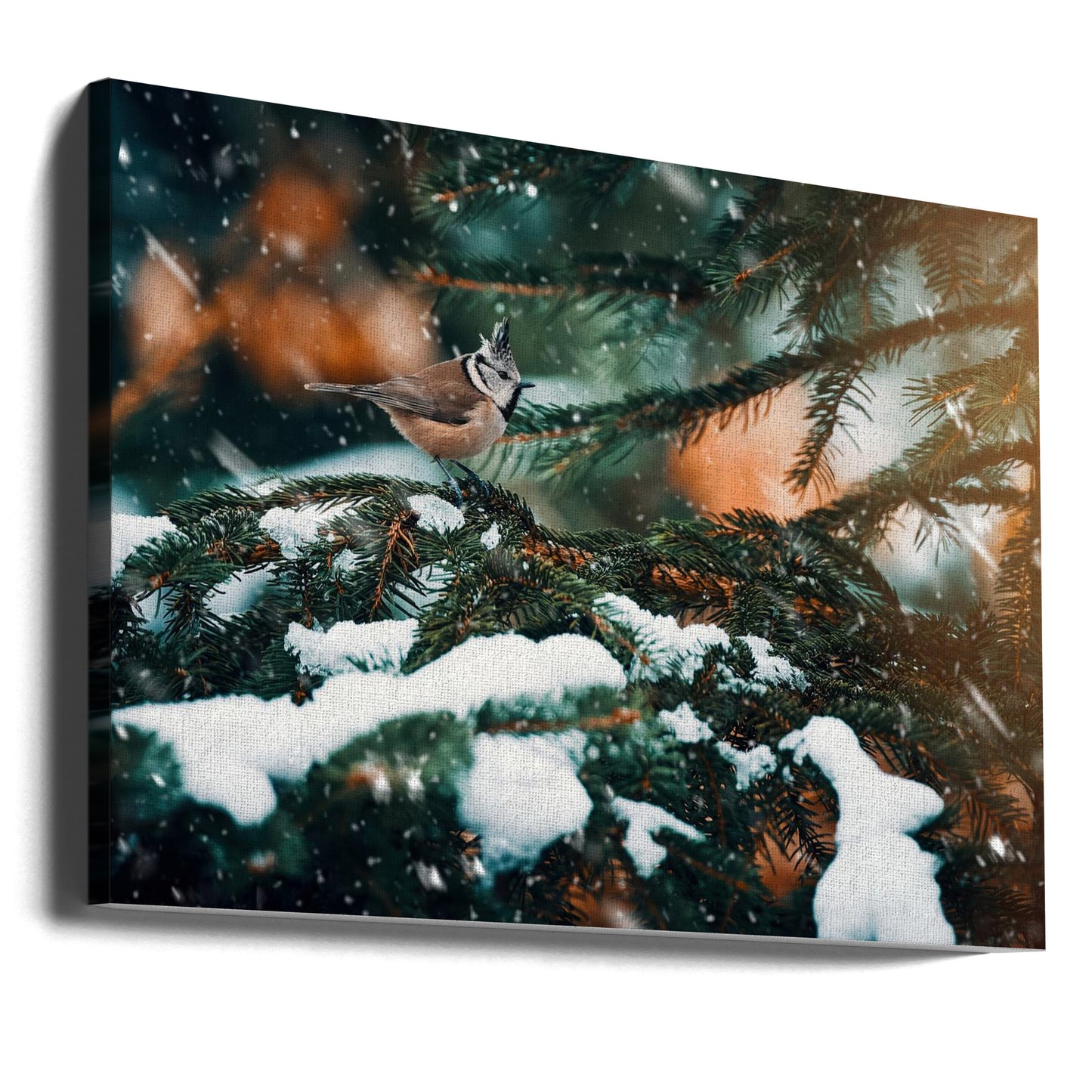 Punky | Canvas