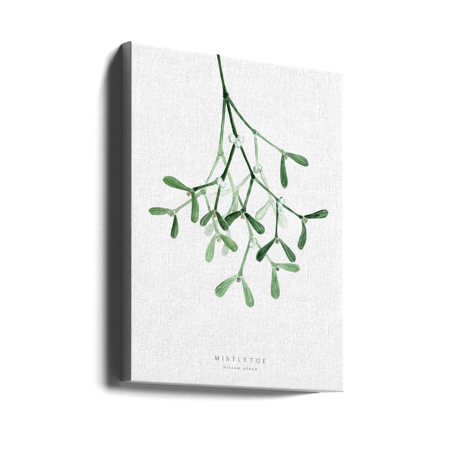 Akvarell mistel | Canvas