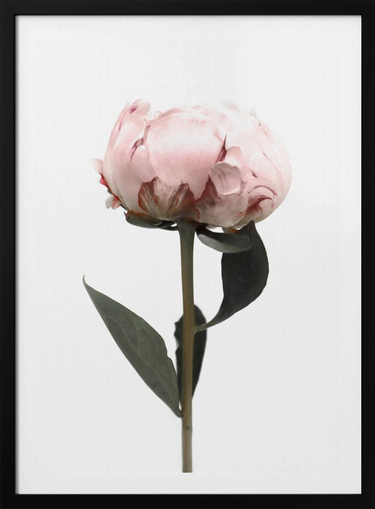 Blush peony II | Poster