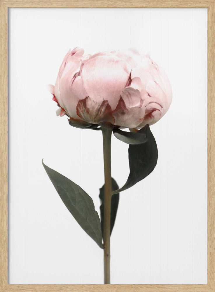 Blush peony II | Poster