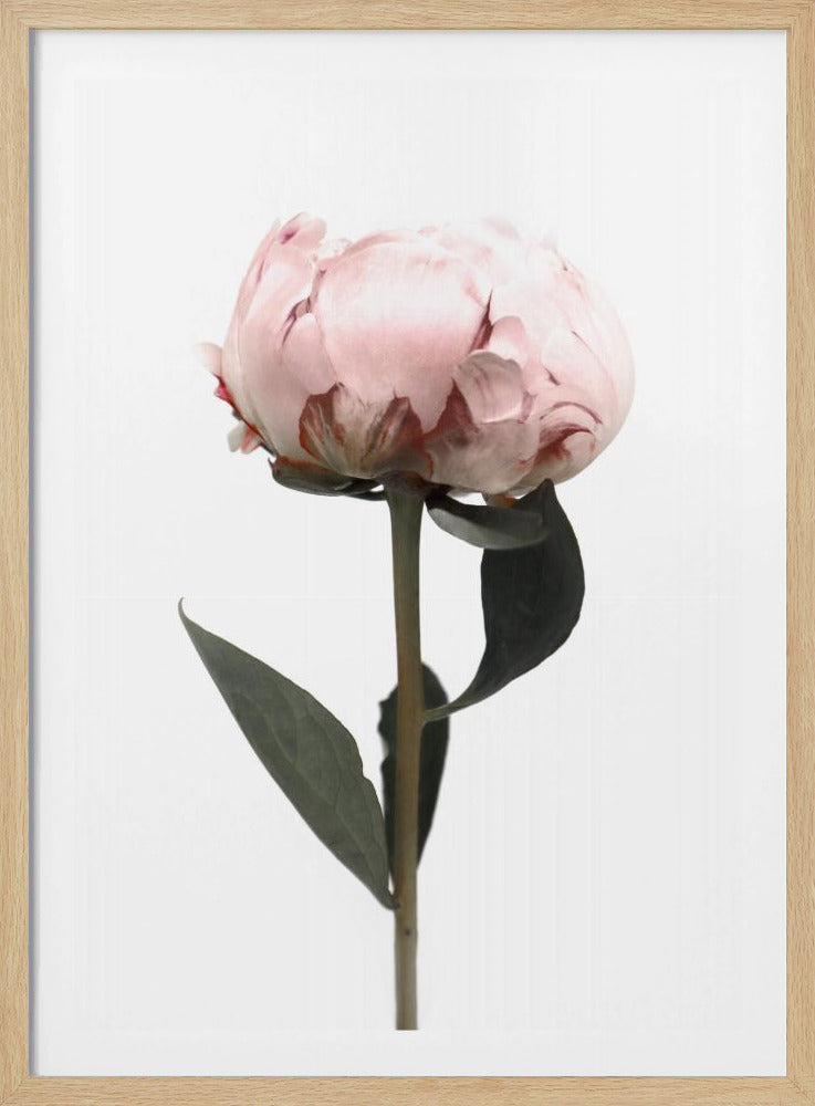 Blush peony II | Poster