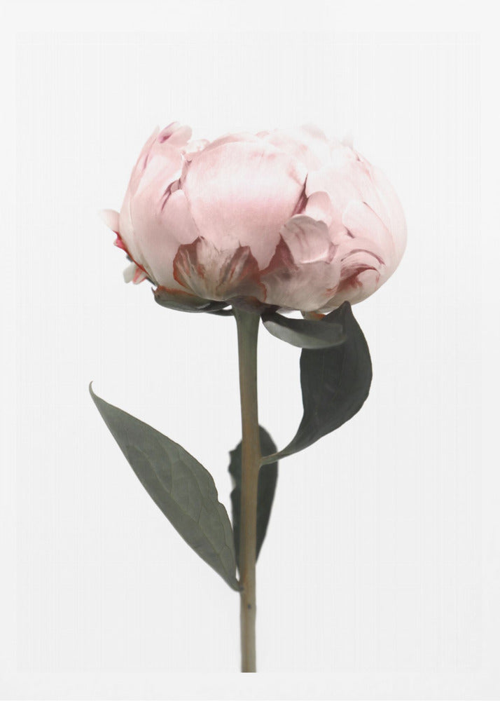 Blush peony II | Poster