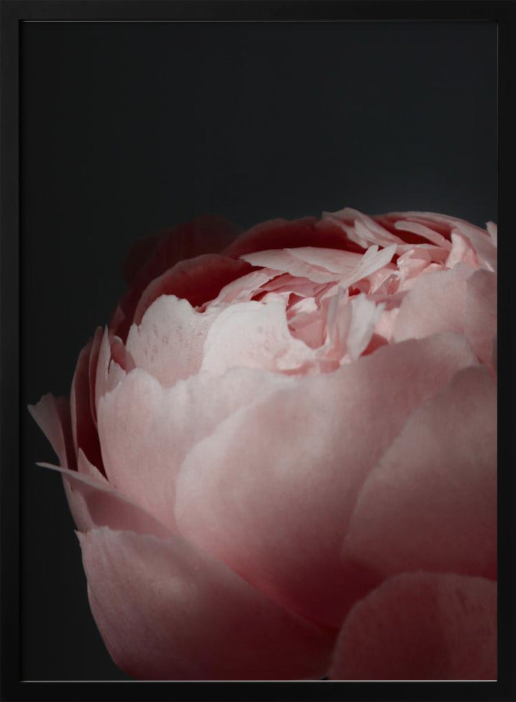 Moody blush peony II | Poster