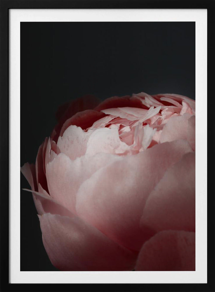 Moody blush peony II | Poster