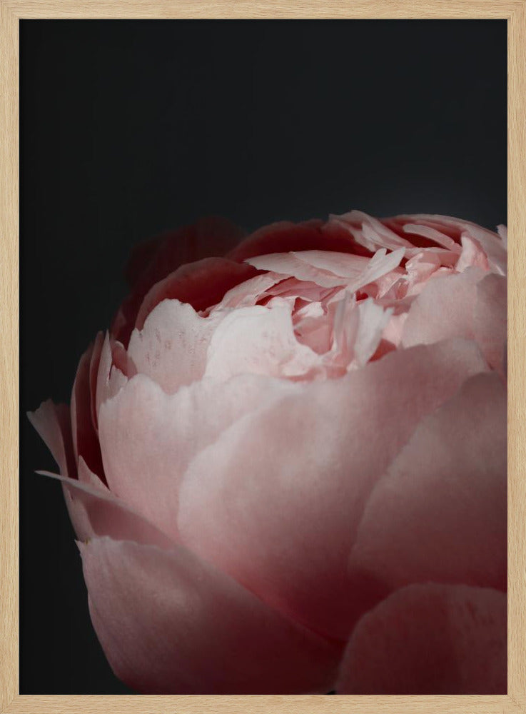Moody blush peony II | Poster