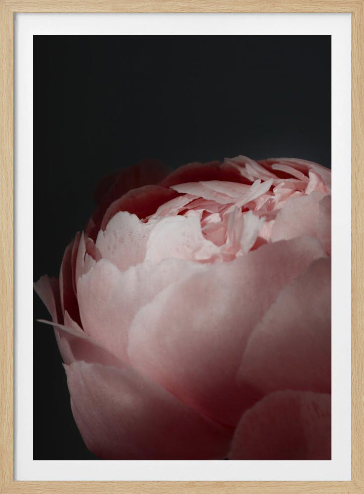 Moody blush peony II | Poster