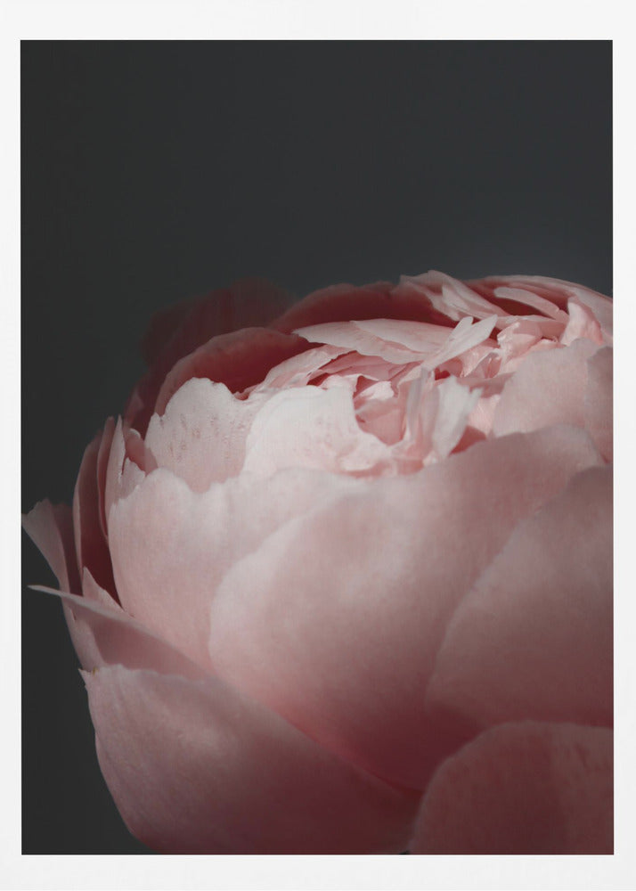 Moody blush peony II | Poster