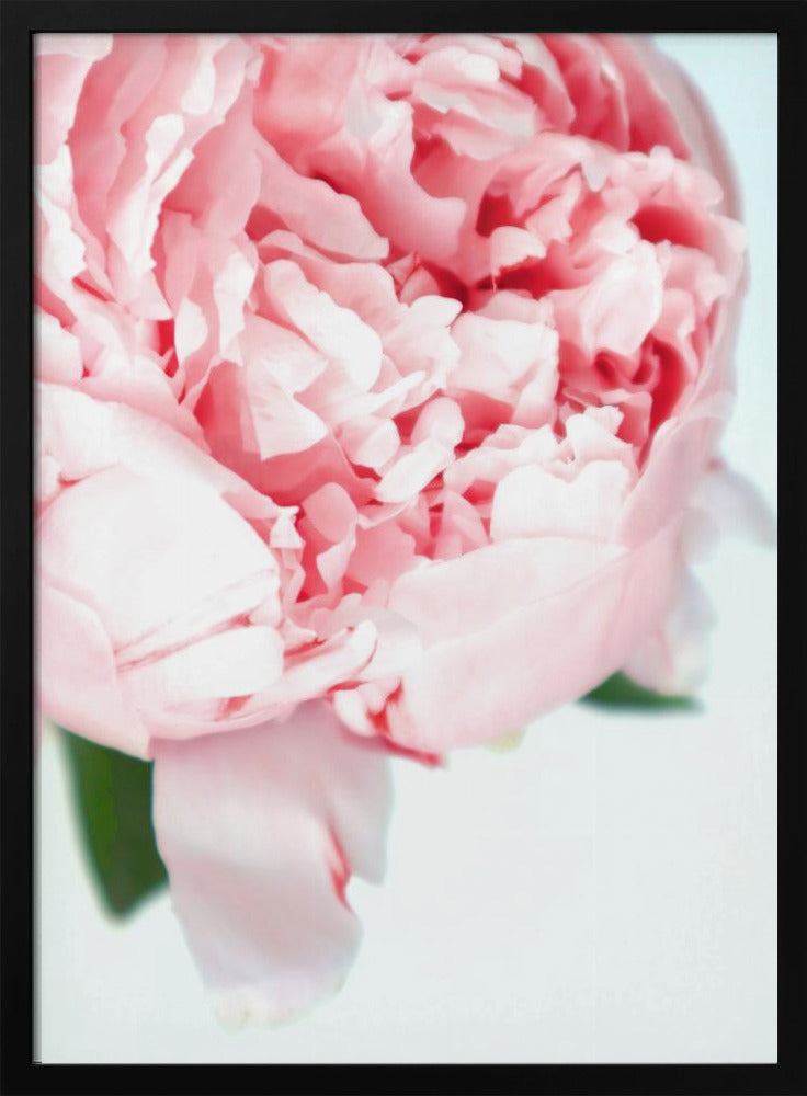 Blush peony VII | Poster