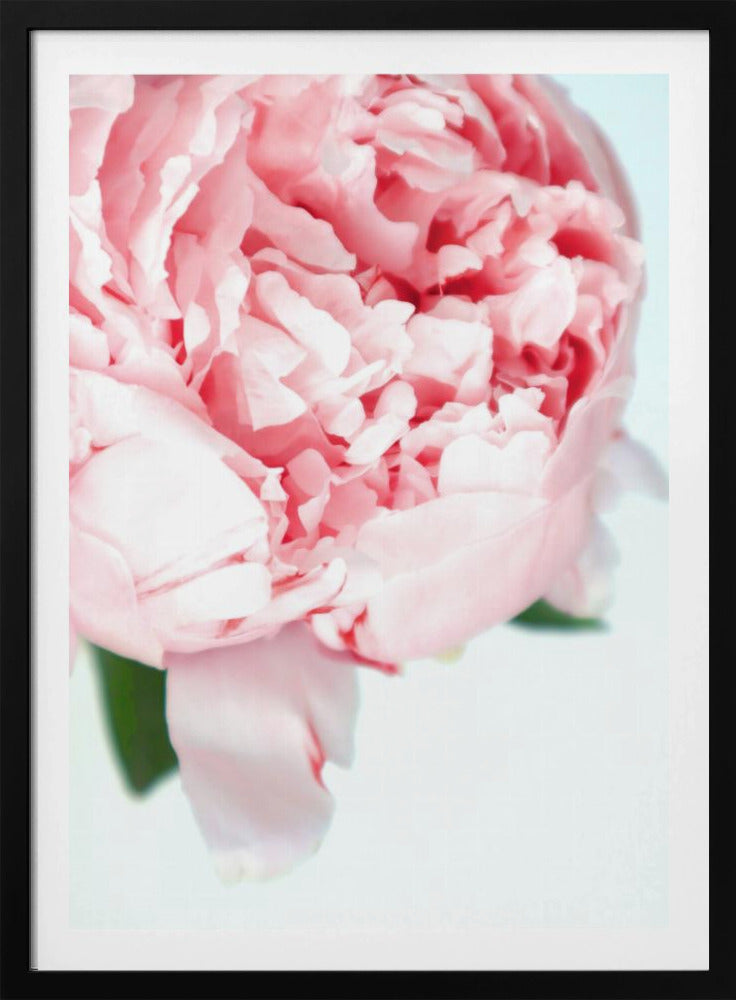 Blush peony VII | Poster