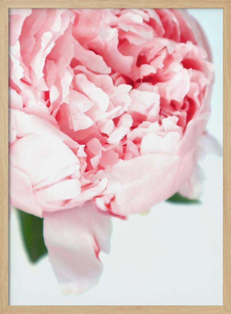 Blush peony VII | Poster
