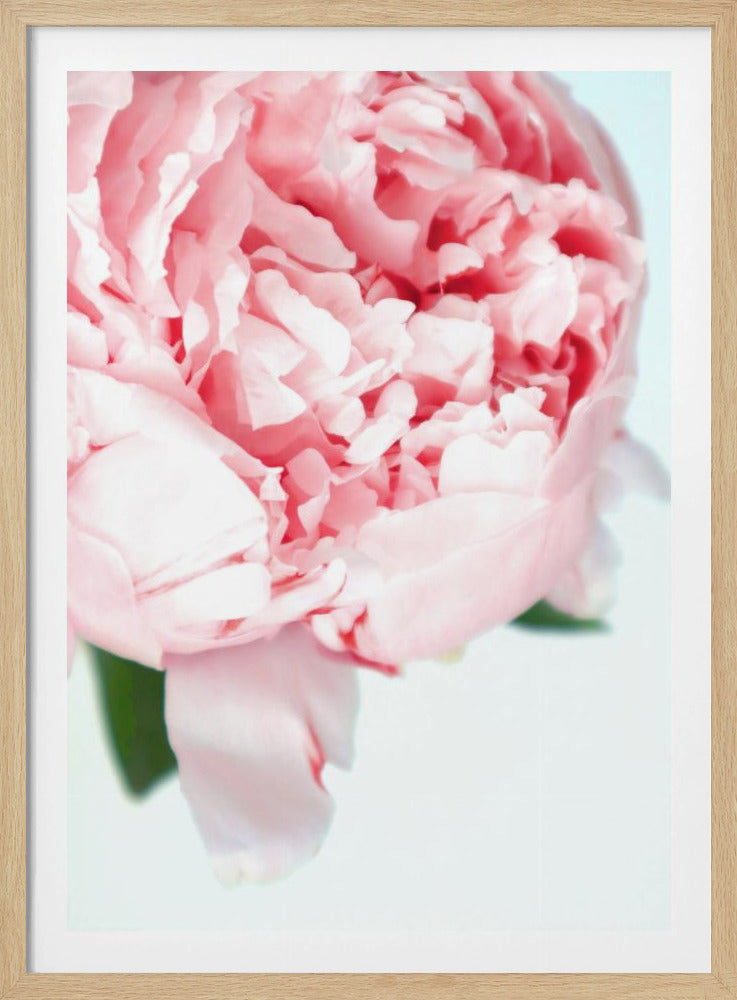 Blush peony VII | Poster