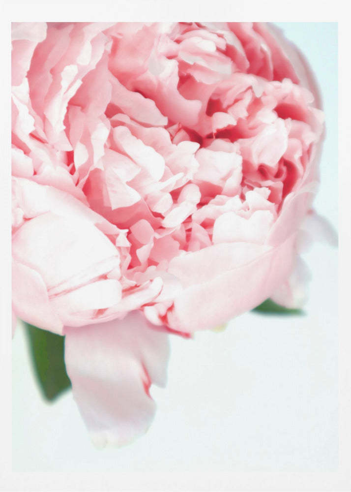 Blush peony VII | Poster