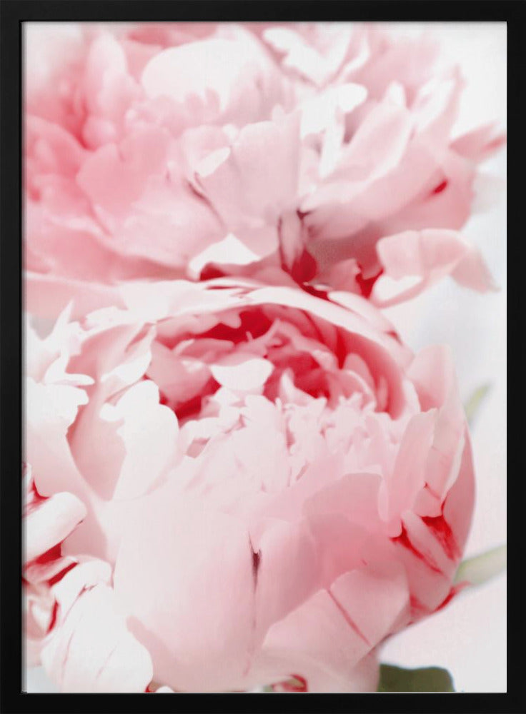 Bllush peony X | Poster