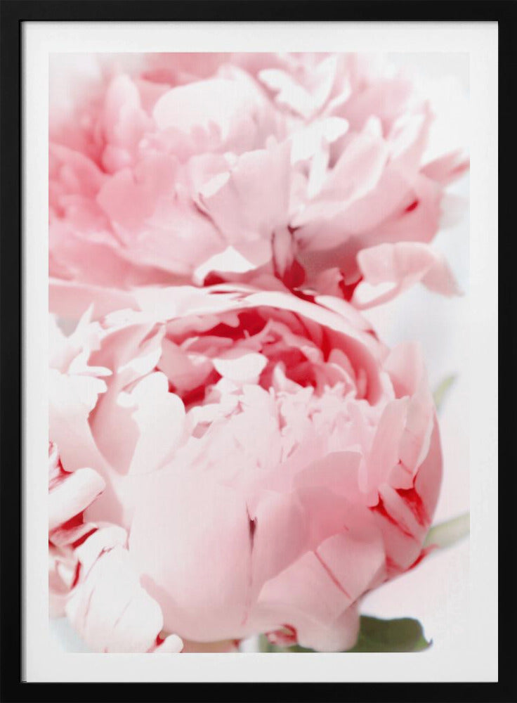 Bllush peony X | Poster
