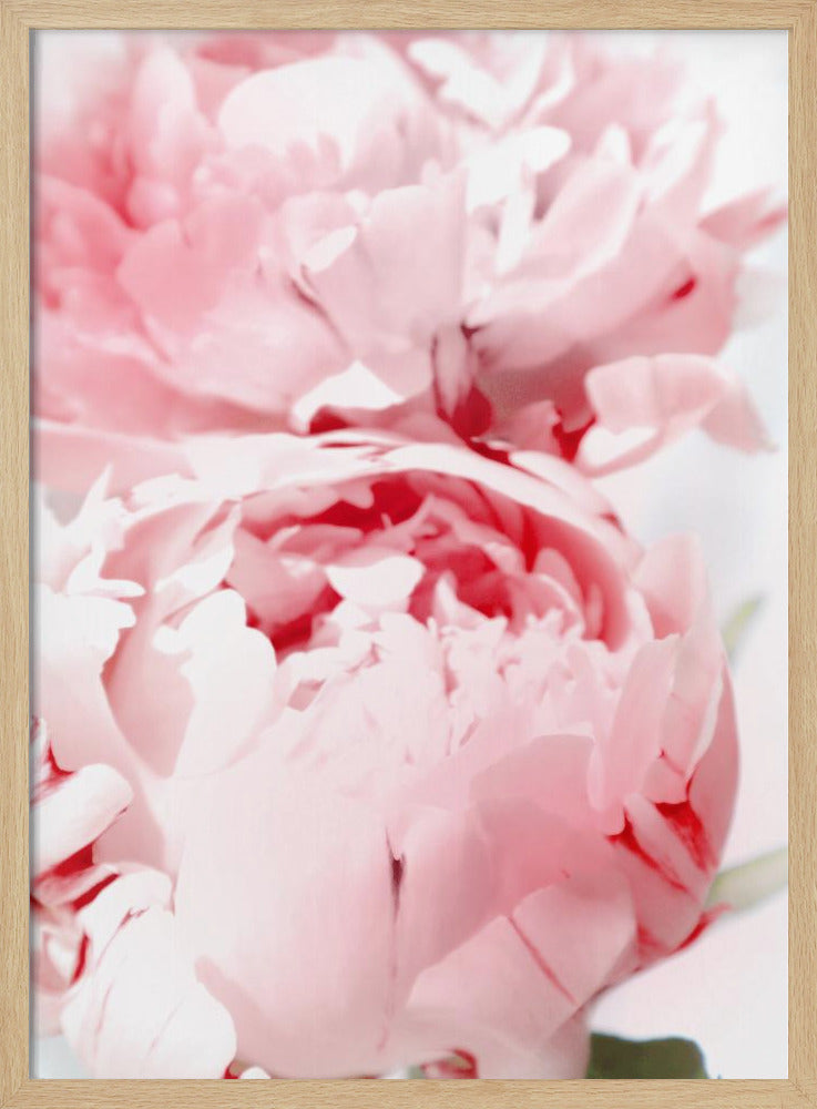 Bllush peony X | Poster