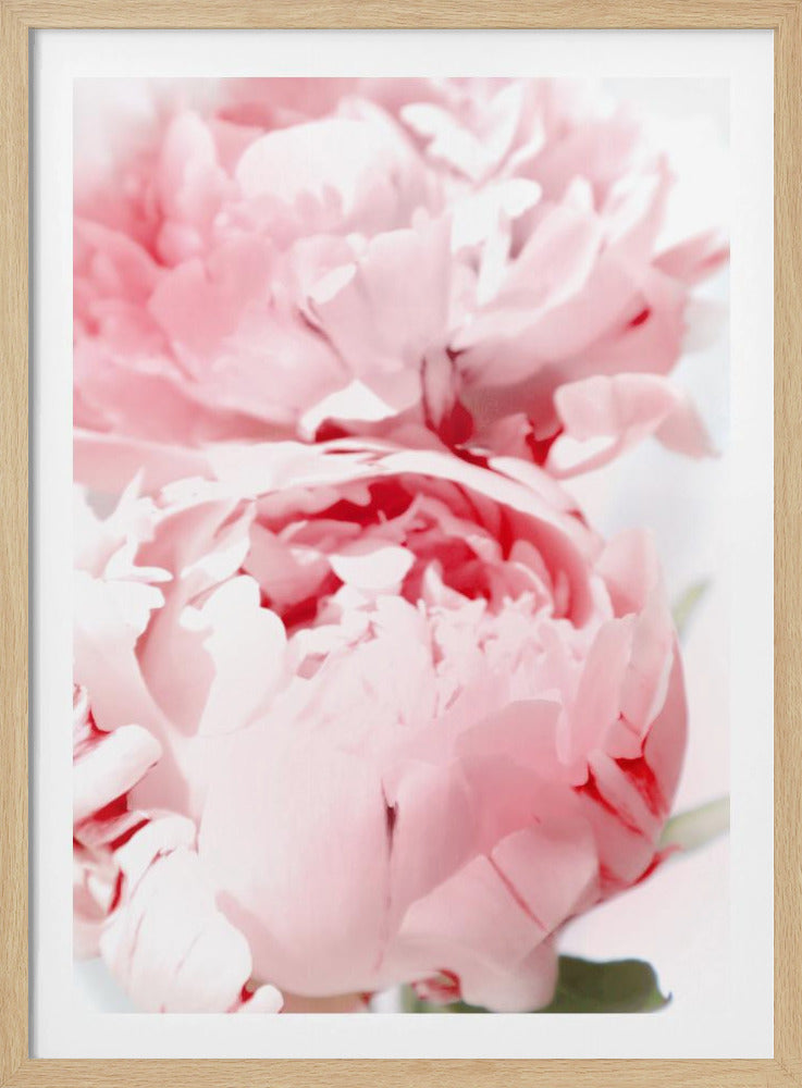 Bllush peony X | Poster