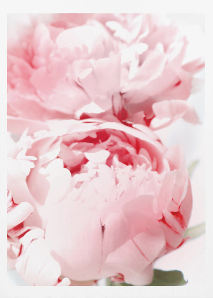Bllush peony X | Poster