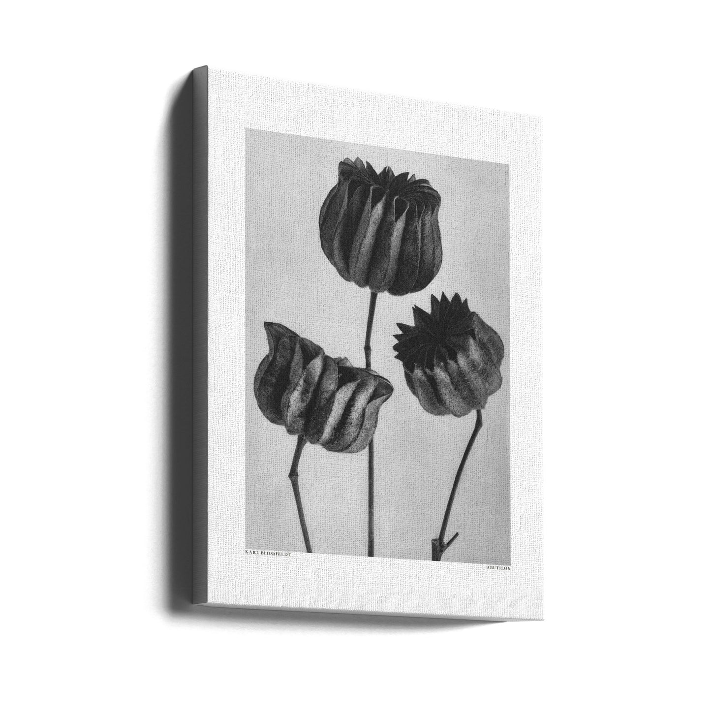 Abutilon (Lime Mallow | Canvas