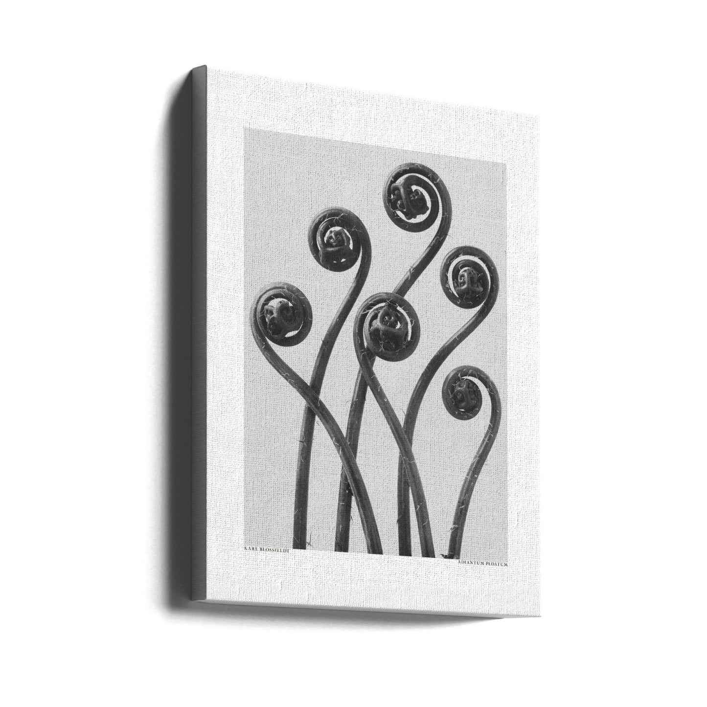 Adiantum pedatum | Canvas
