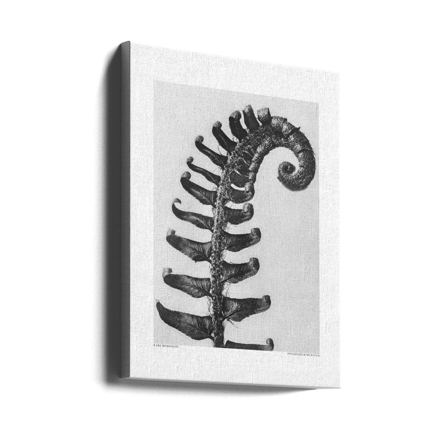Polystichum Munitum | Canvas