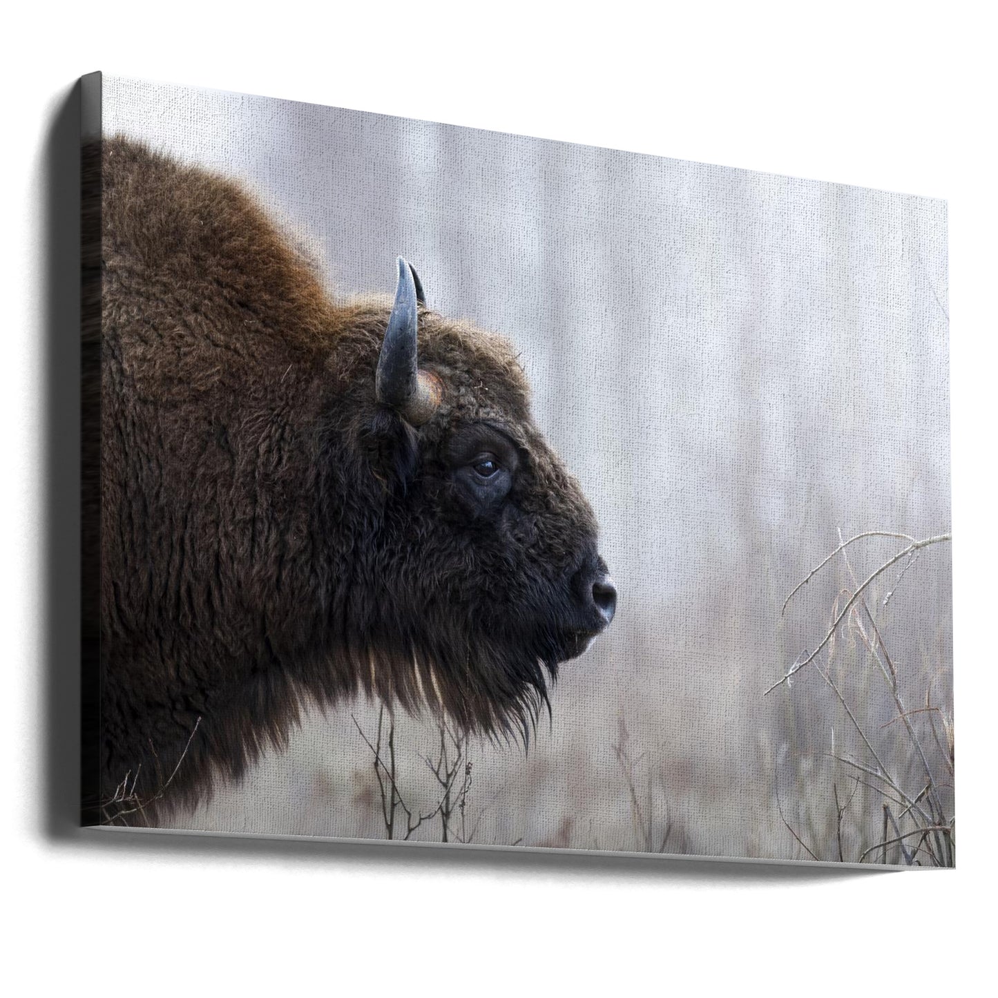 Profilo di Bison | Stampe su Tela
