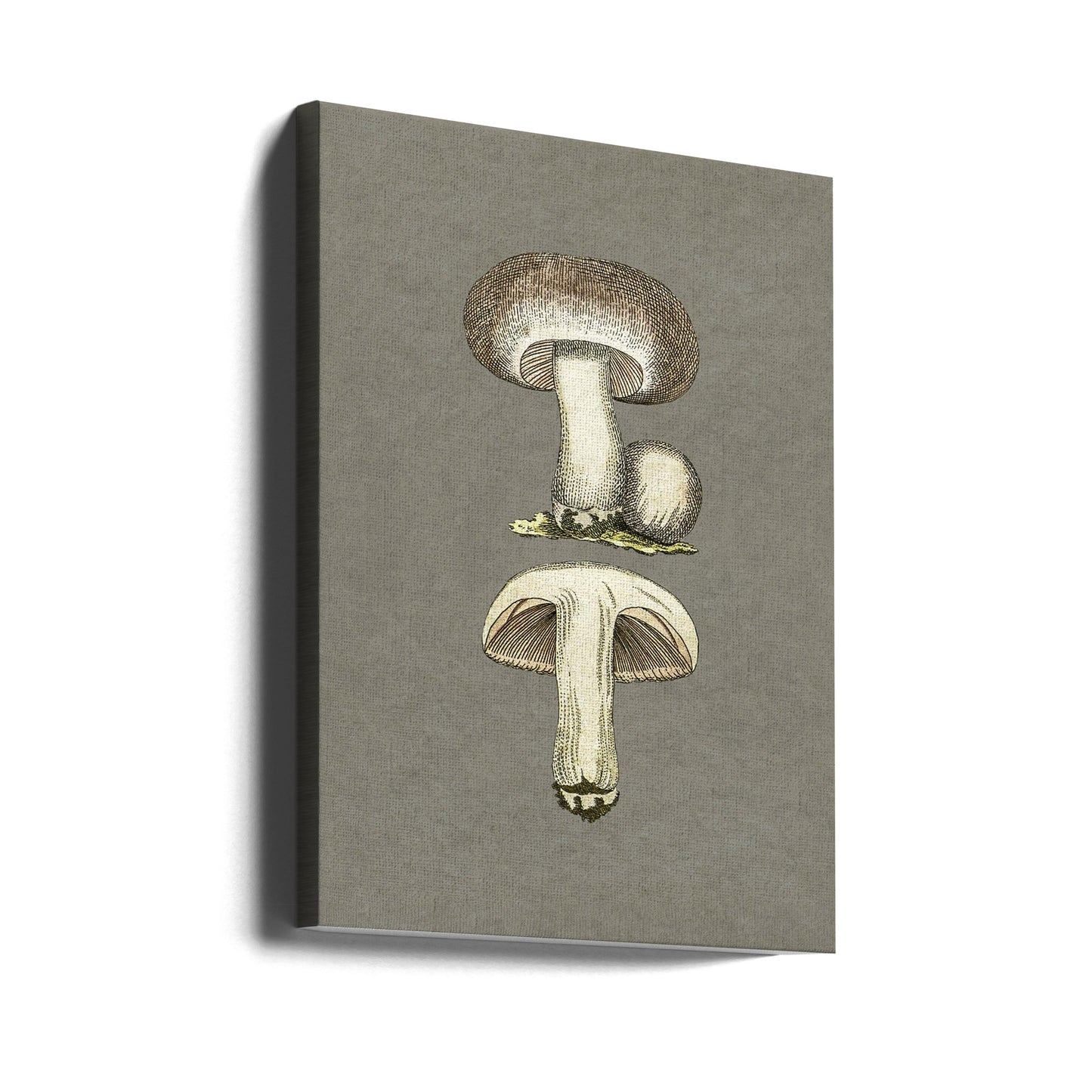 Fältsvamp | Canvas