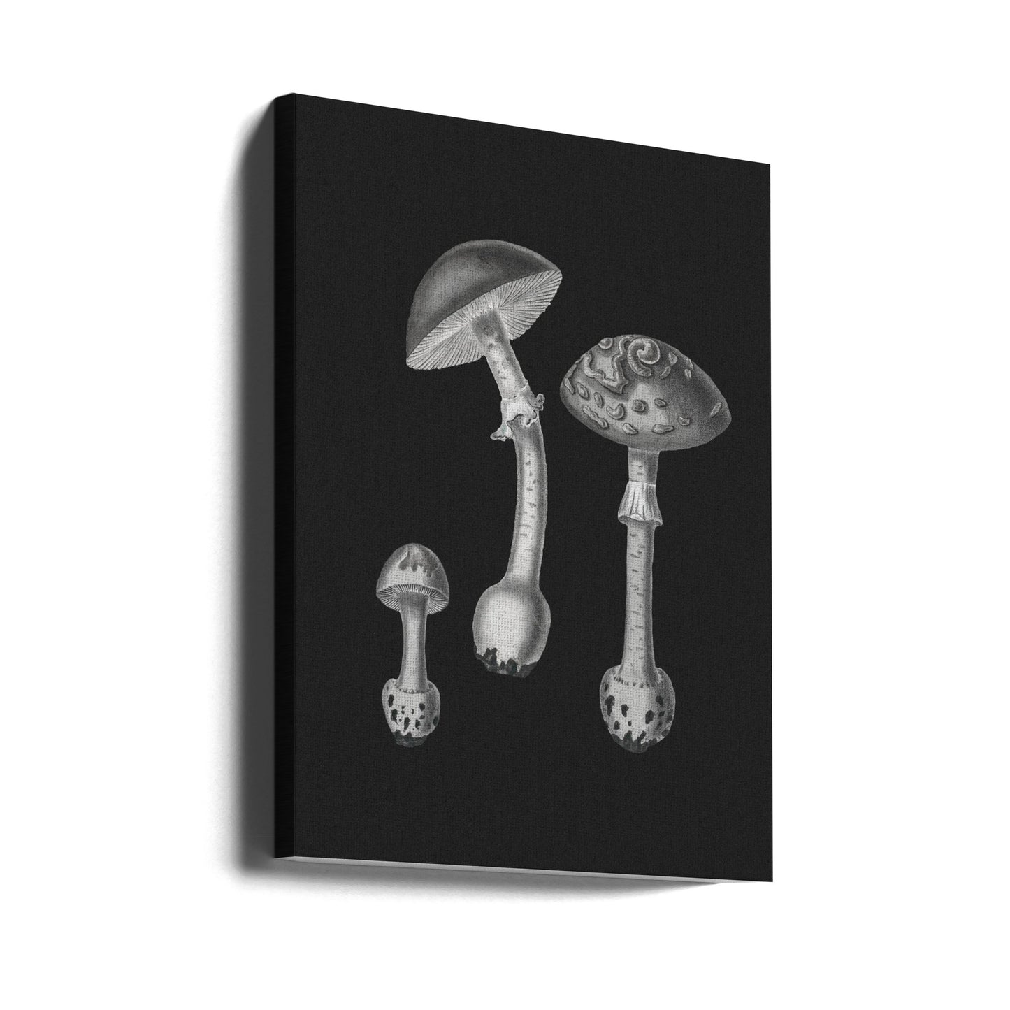 Amanita Muscaria svart bakgrund svartvit | Canvas