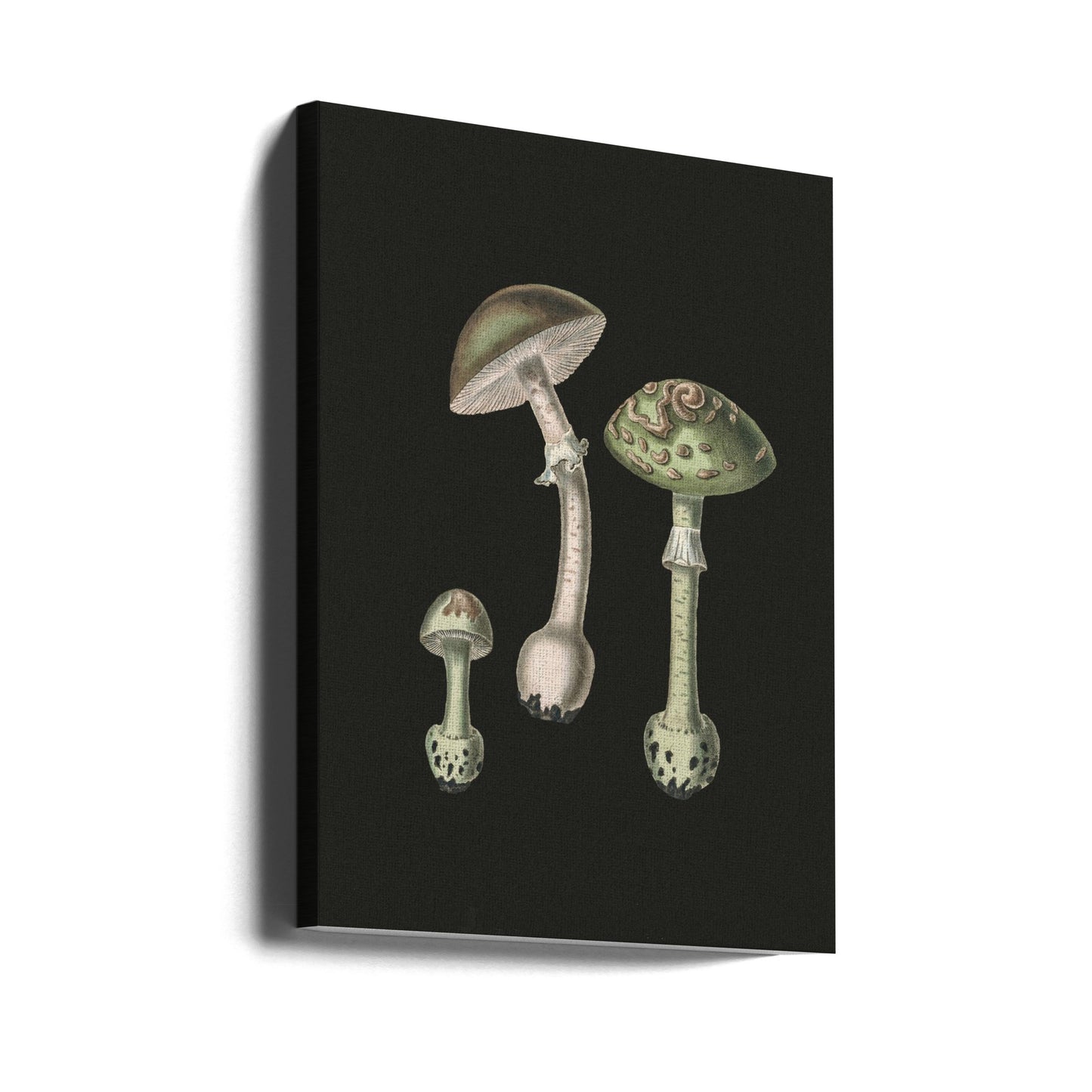 Amanita Muscaria mörk bakgrund | Canvas