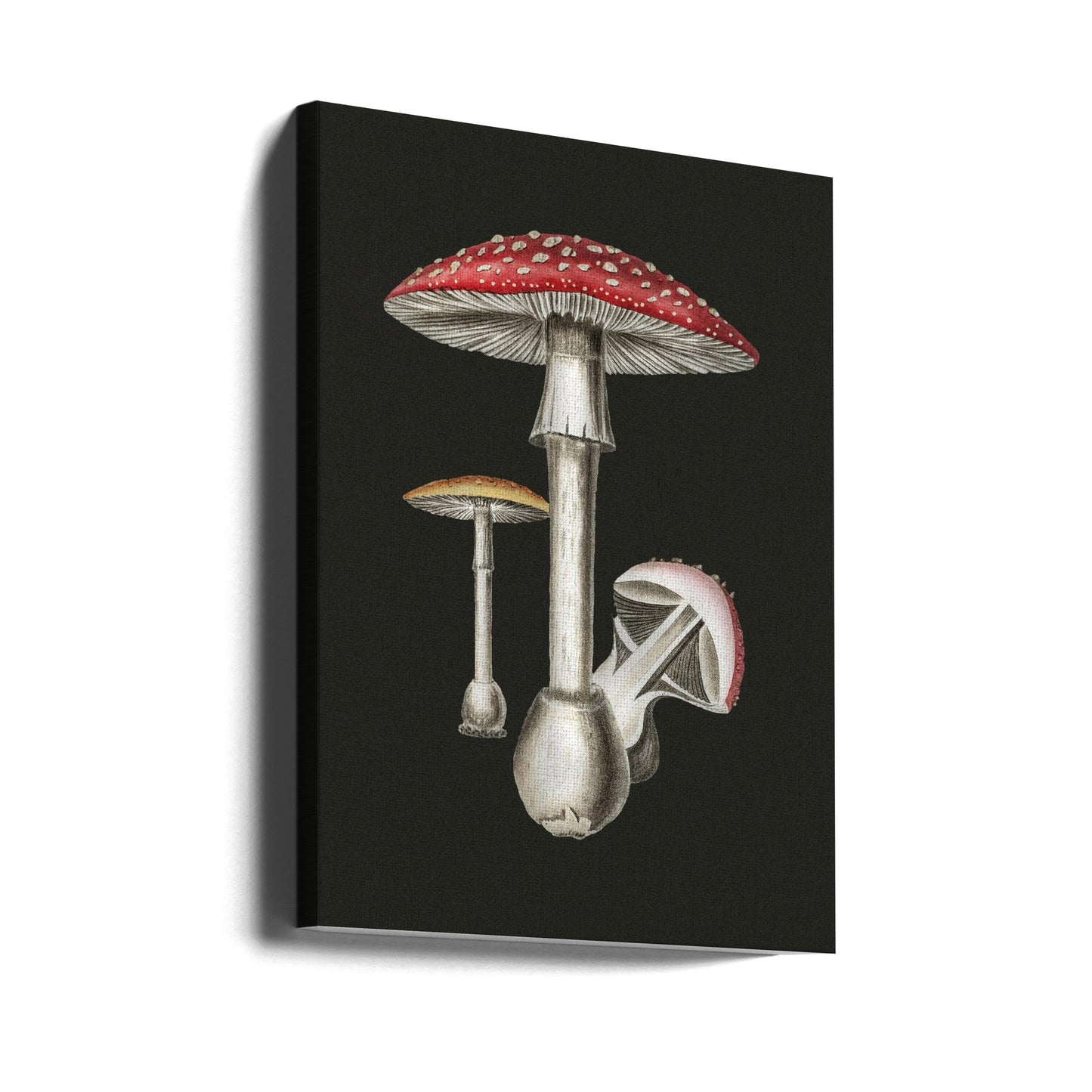 Amanita Muscaria mörk bakgrund | Canvas