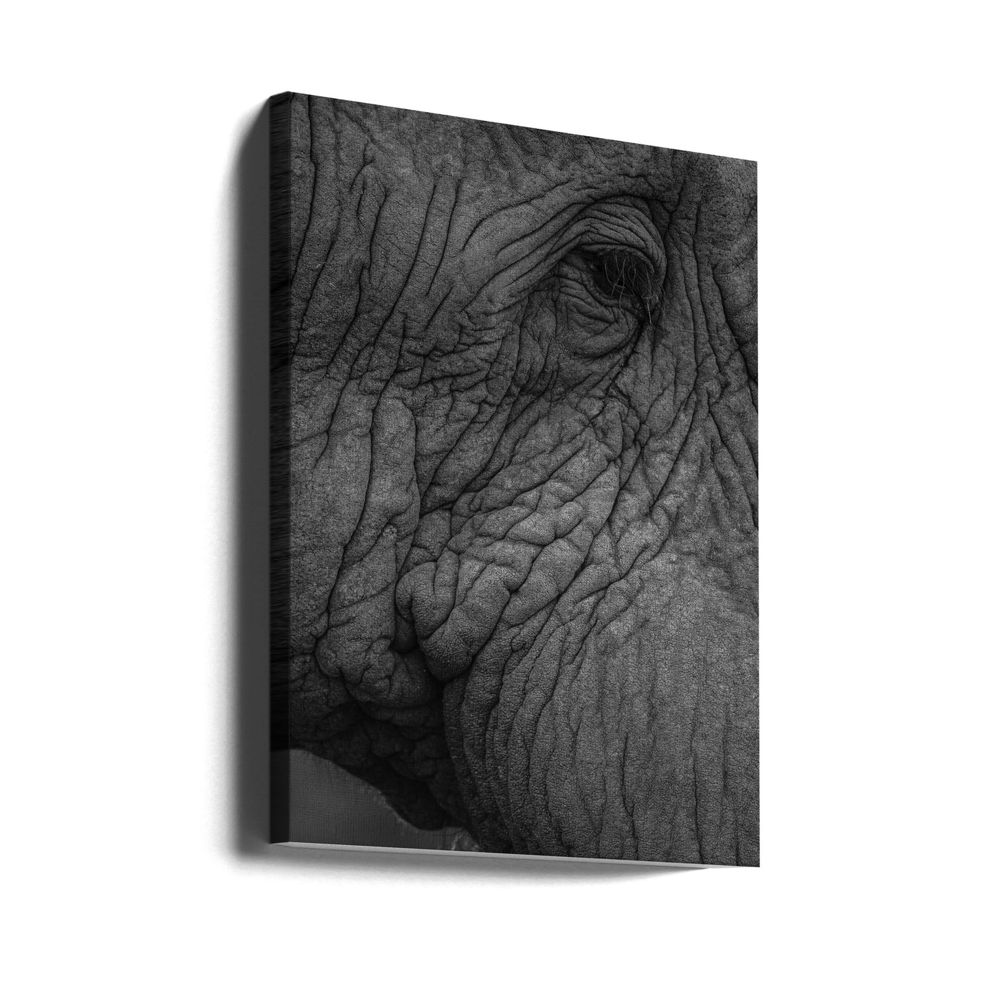 Elefante 01 | Stampe su Tela