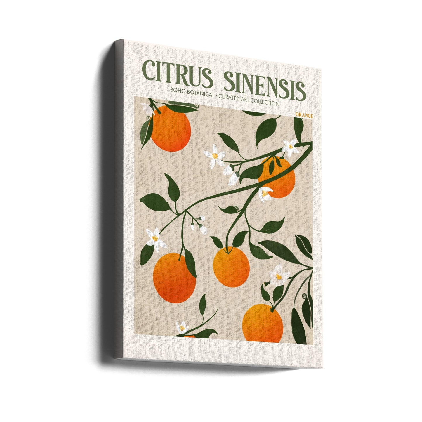 Citrus Sinensis - Sinaasappel | Canvasprints