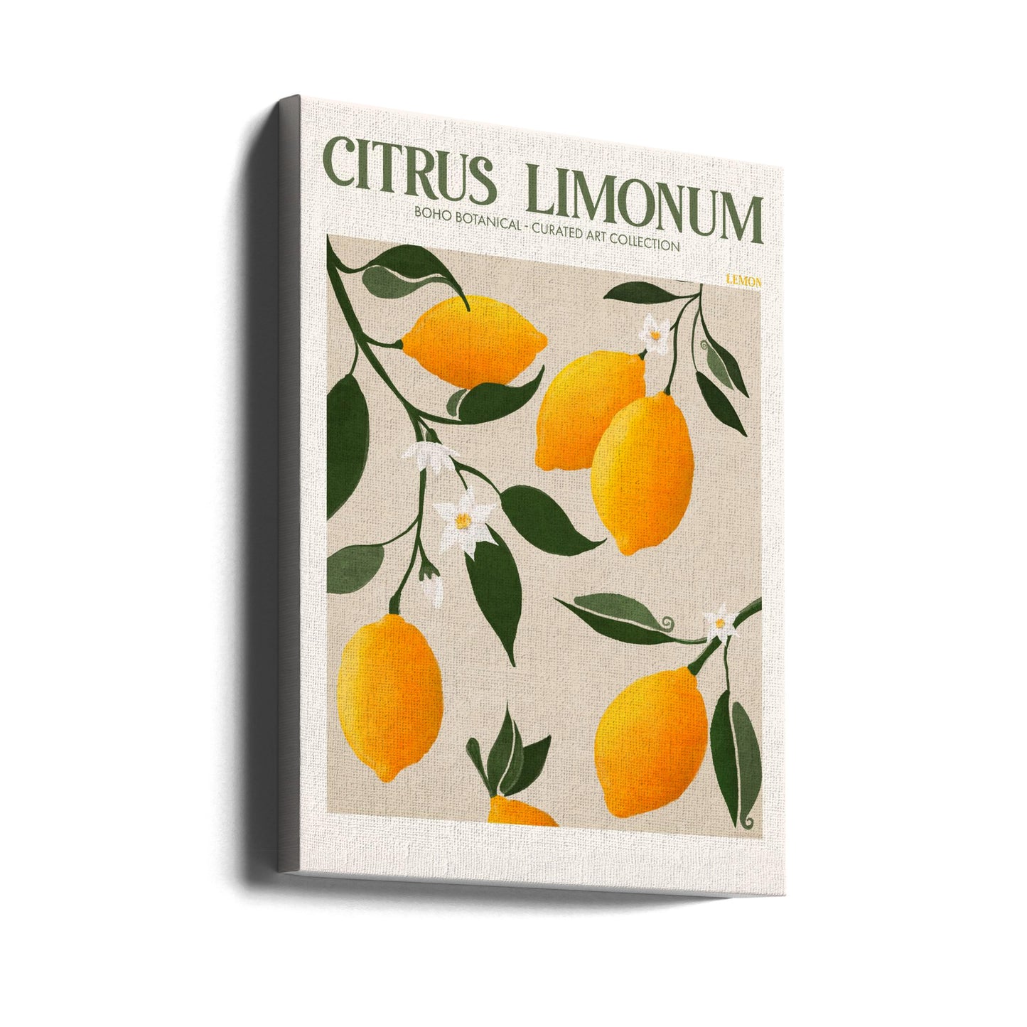 Citrus Limonum - Sitron | Lerretsbilder
