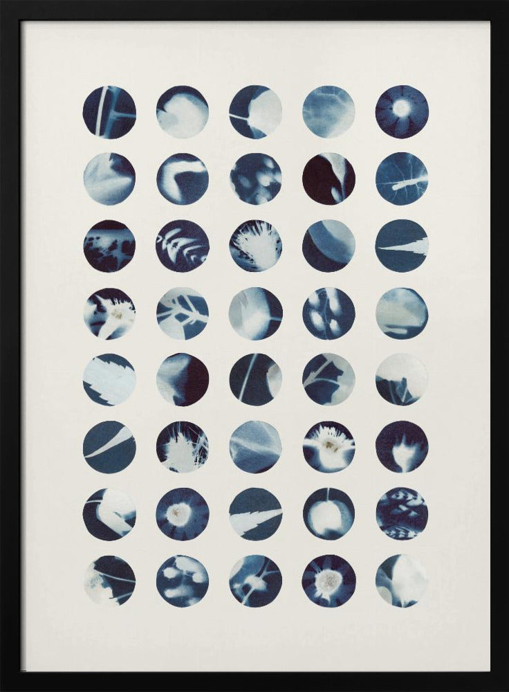 Botaniska cyanotypier | Poster